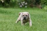 CANE CORSO 1032